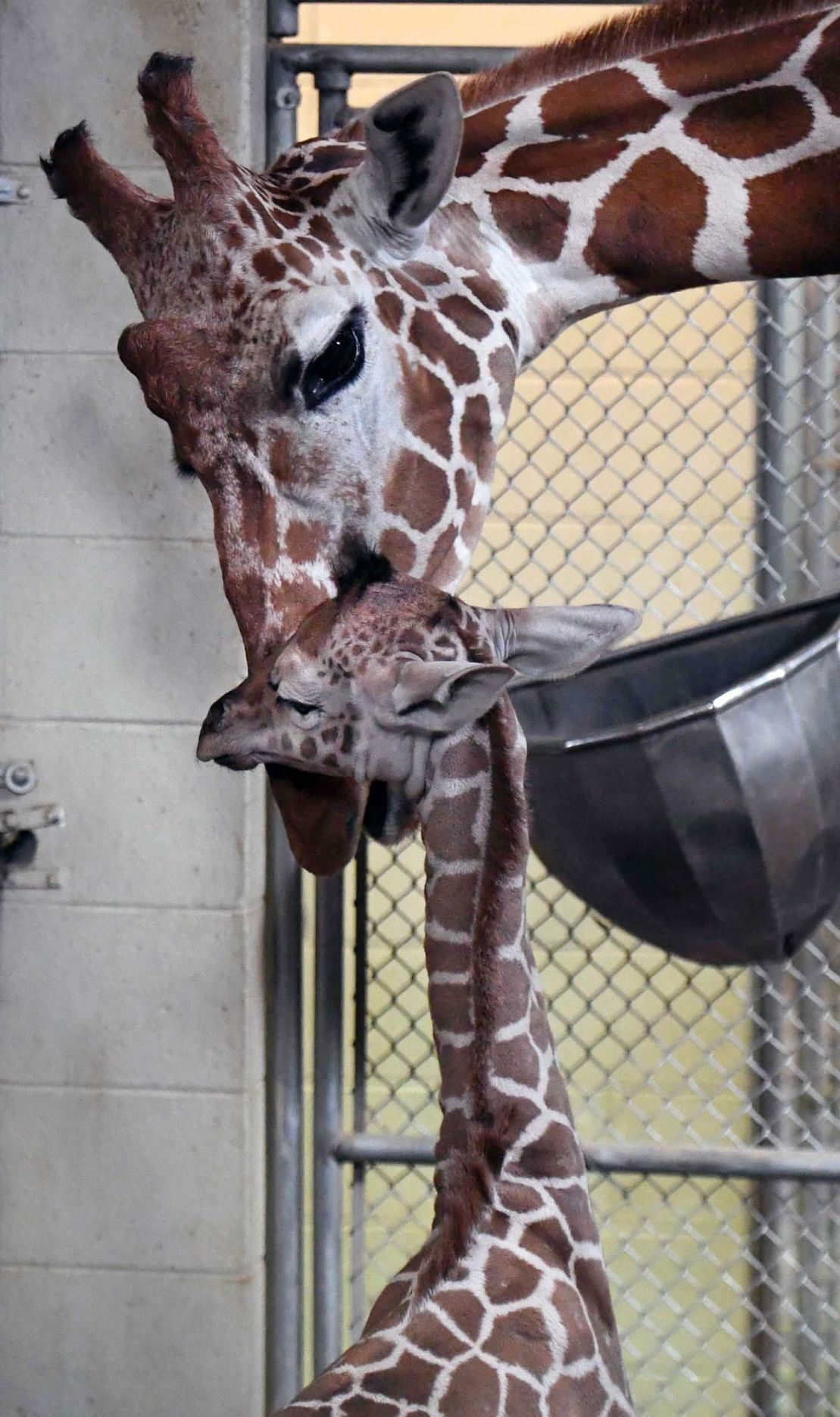 070819-news-giraffe 32.JPG